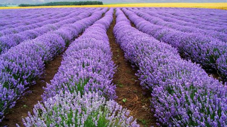 Свръхпроизводство на лавандула у нас 