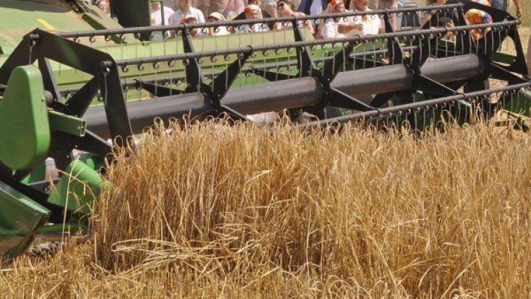 Реколтата от пшеница ще е добра, чакат се 5 млн. тона