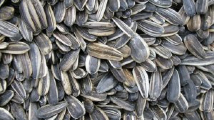 Кмет забрани чопленето на семки в парк