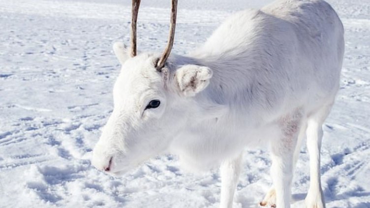 Снежнобяло еленче в планините на Северна Норвегия  