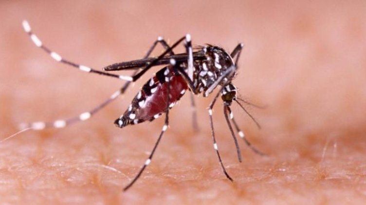 750 милиона ГМО комари пуска САЩ