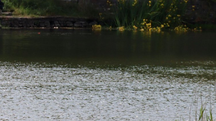 Украински шофьор на камион се удави в Дунав