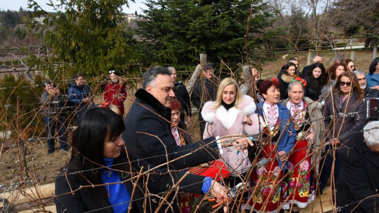 В двореца Евксиноград зарязаха лозята за празника (СНИМКИ)