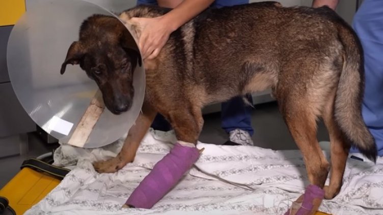 Скандал: Доцент от Ветеринарен факултет – кучемразец! Истина ли е?