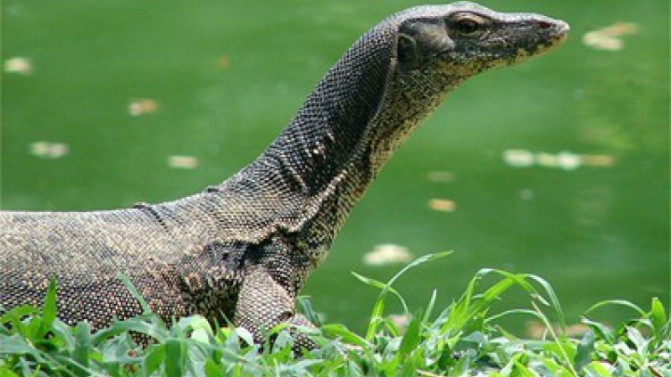 Гущер избяга от стопаните си, подложили го на диета, защото бил дебел