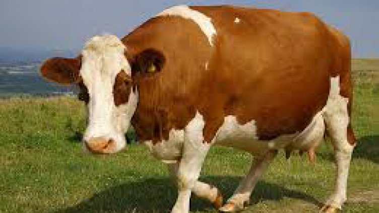 Забраниха движението на преживни животни в 13 области