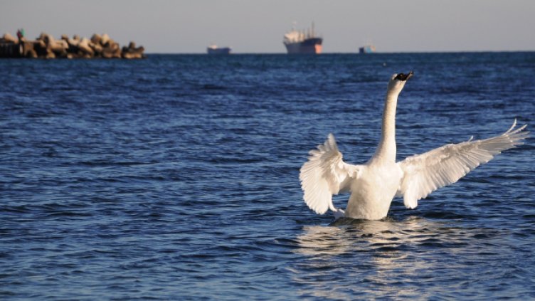 Снимка Пламен Гутинов