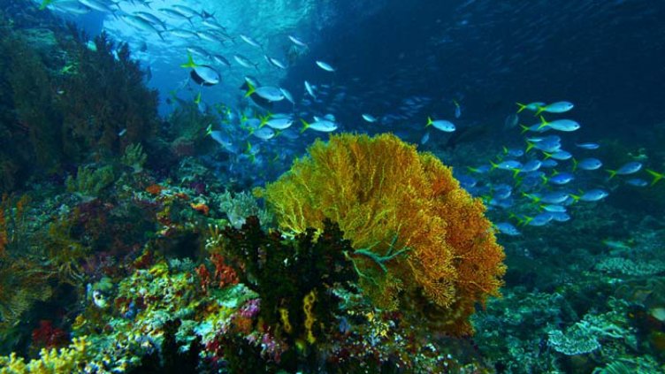 Животът в океана на ръба на масово измиране