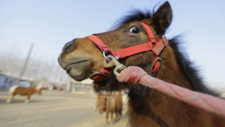 Полицията разследва случай на застрелян кон 
