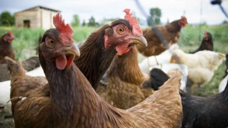 В Разградско: Следят движението на домашните птици. Пълна забрана да излизат извън двора