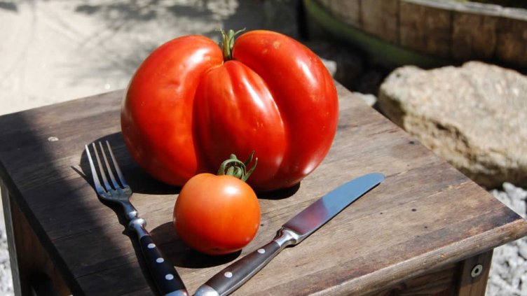 Американец отгледа 4 килограмов домат