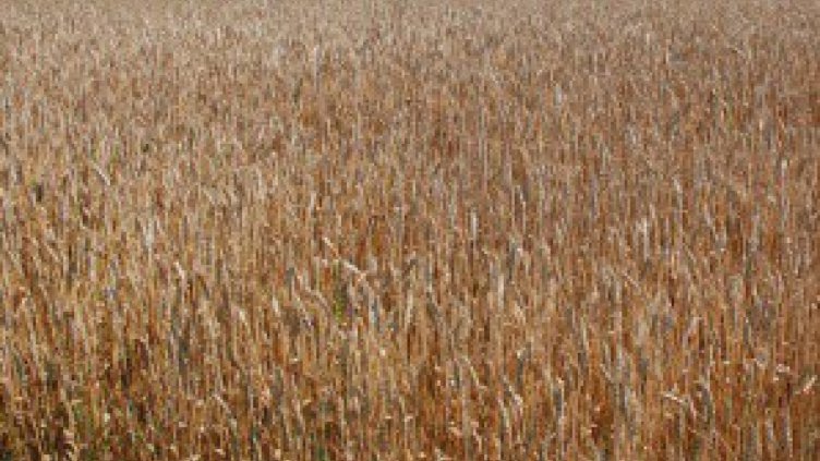 С Фестивал на хляба откриха жътвата в Силистренско