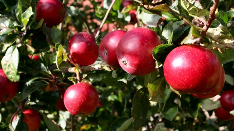 С 15% по-слаба ще е реколтата от плодове заради студа