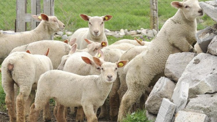 Изверги убиха брутално 5 овце и 5 малки агнета в Сандански