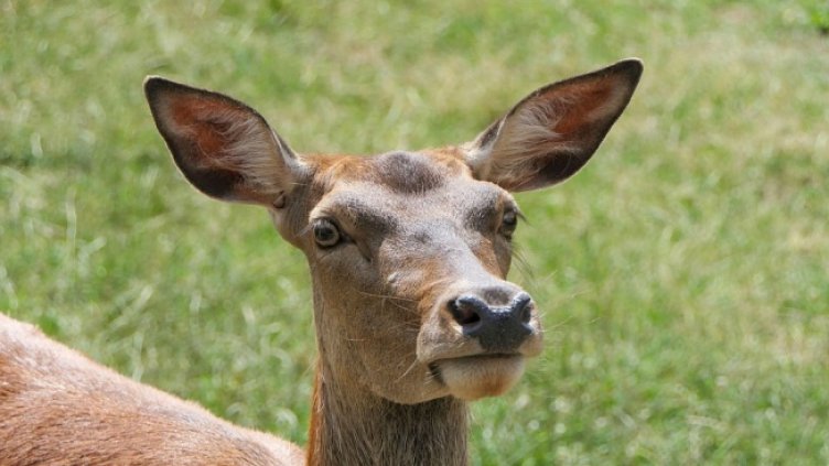 Спипаха бракониер, отстрелял сръндак край Шумен