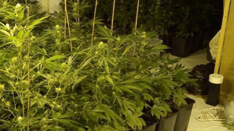 След спецакция: Унищожиха половин тон канабис