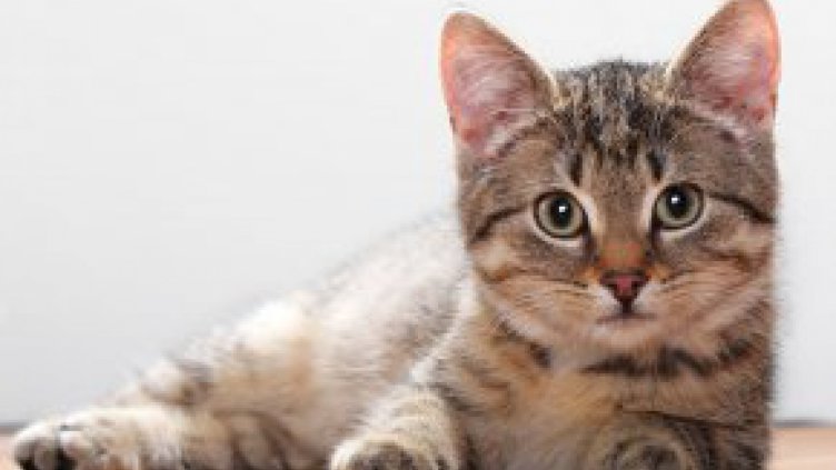 Мъжките котки са предимно левичари, казват учени