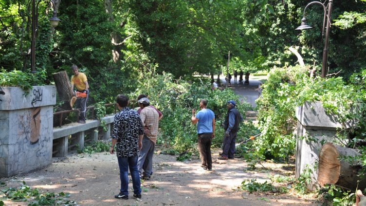 Две стари дървета паднаха върху мост в Морската градина (СНИМКИ)