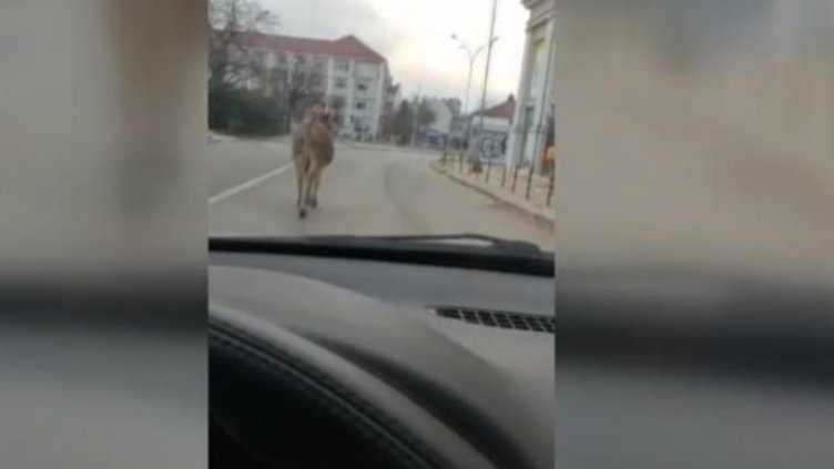 Магарешкият тръс из Варна завърши зле! Марко бе блъснат от влак