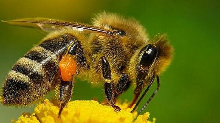 Безплатно училище за пчелари отваря врати през ноември