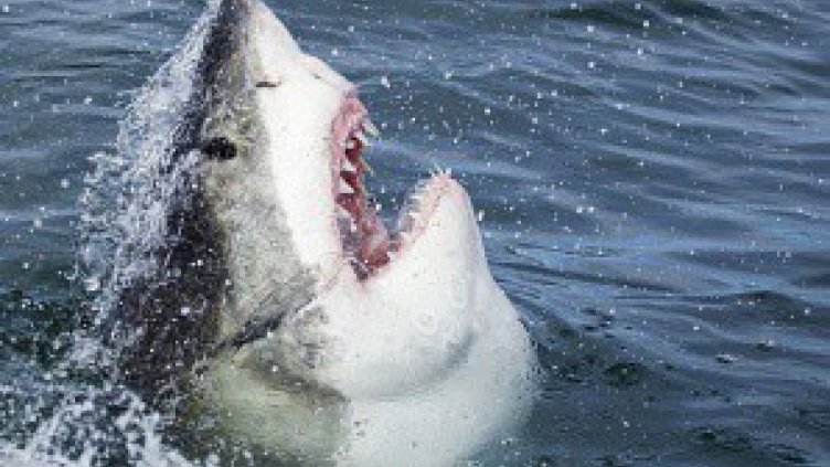 Плувец оцеля след нападение на 4-метрова акула