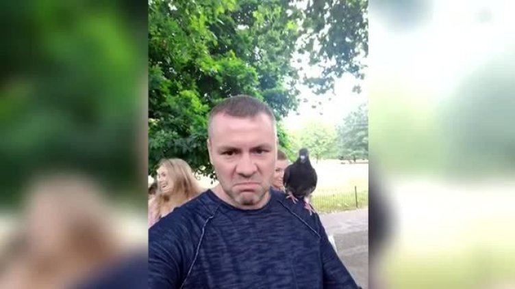 Хазарта се снима с гълъб, но не Донев