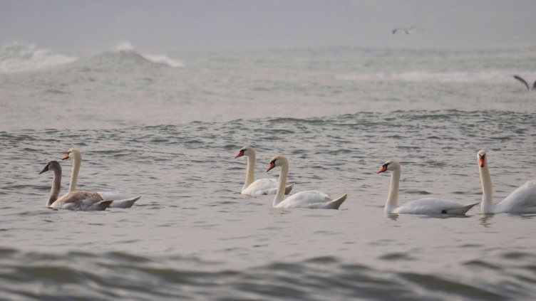 Снимка Пламен Гутинов, архив
