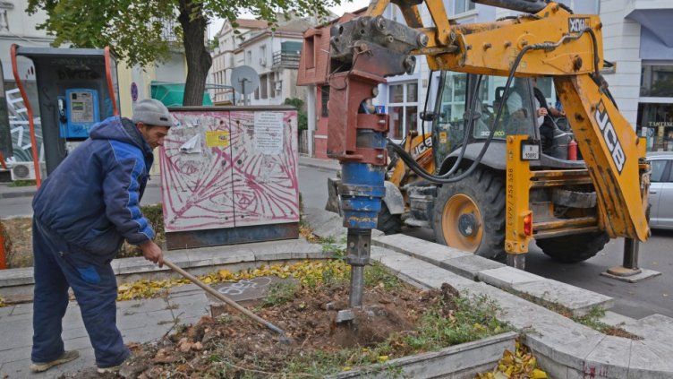 355 дървета засаждат във Варна тази есен