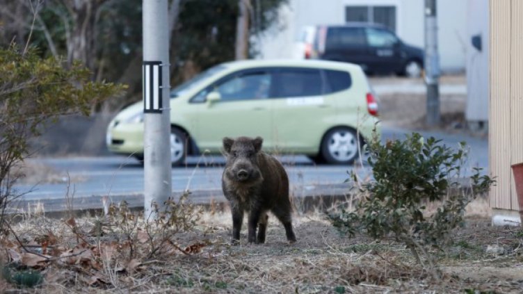 Нови две огнища на африканска чума в област Разград 