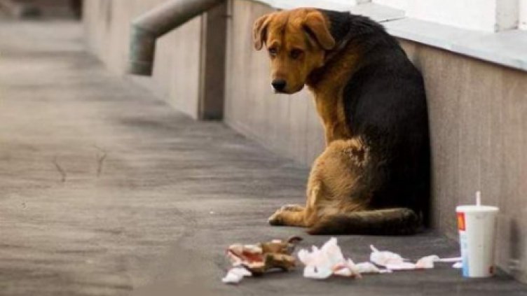 Пиян шофьор влачи куче по улиците на Габрово