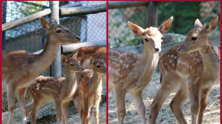 Отровиха 9 сърни в  в зоопарка в Благоевград