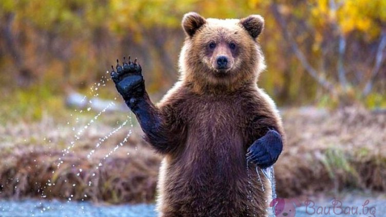 Днес е Световният ден на поздравите