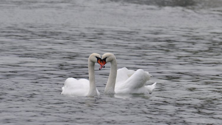 Снимка Пламен Гутинов