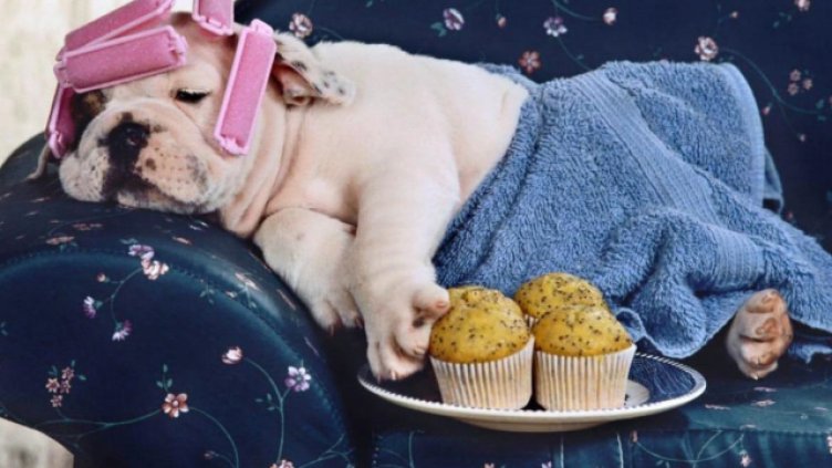 Международния ден на мързела отбелязваме днес