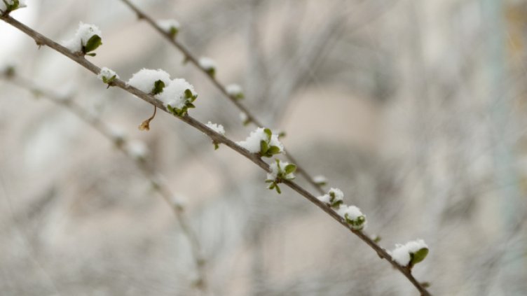 Снимка: Ели Маринова