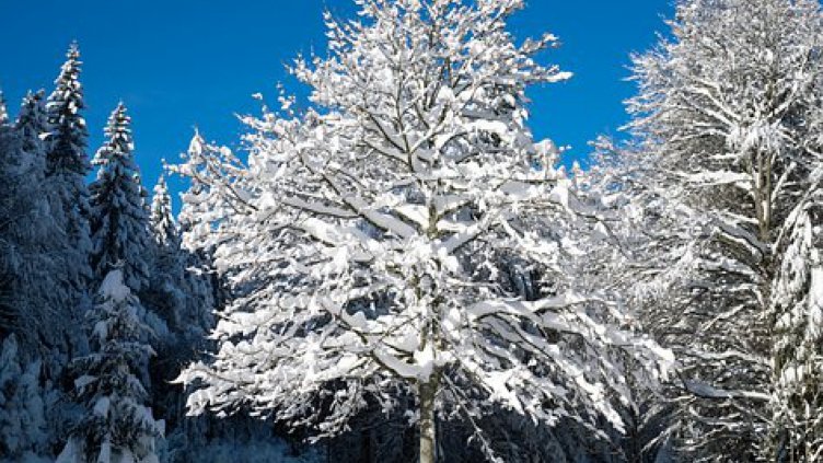 Снимка: Pixabay