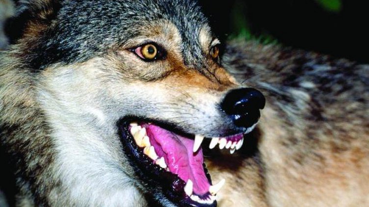 Вълци атакуваха Панагюрско, изядоха 20 коня