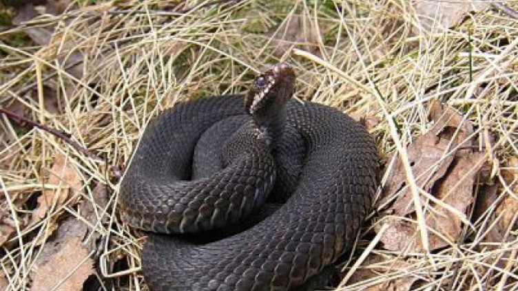 Общината във Варна нае ловец на змии