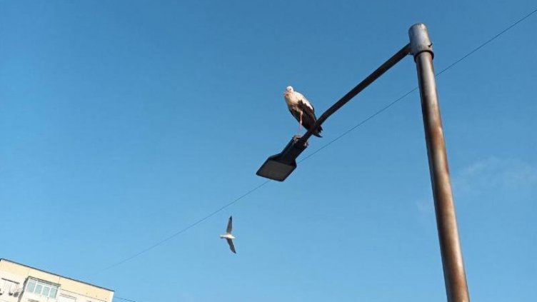 Подранил щъркел кацна във Варна