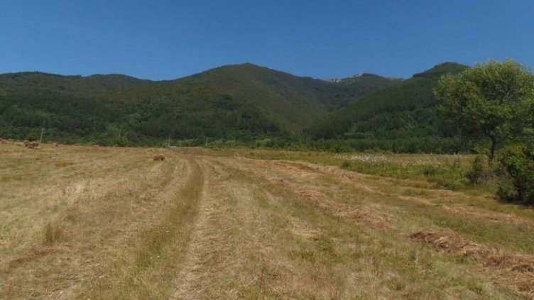 Обявена е нова защитена местност „Находища на алпийски тритон в Руй планина“