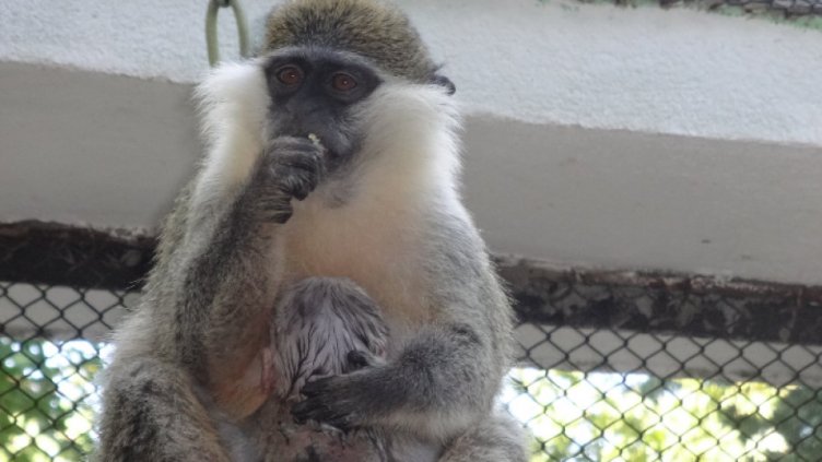 Маймуна спря тока на цяла Шри Ланка