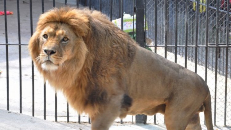 Свиха метални заграждения от клетка на лъвове