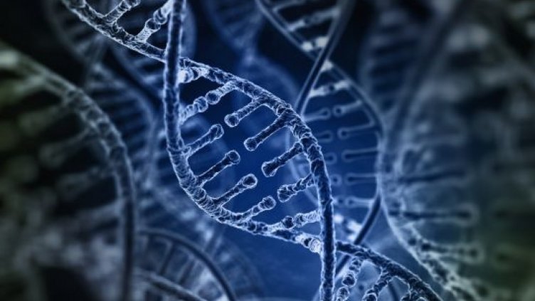 Откриха гени, които определят кога ще имаме семейство и деца