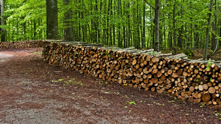 Горските имат нов шеф, заемал поста и преди  