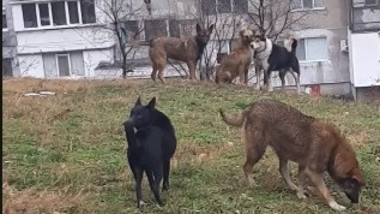 Глутници кучета тормозят жителите на "Владиславово"