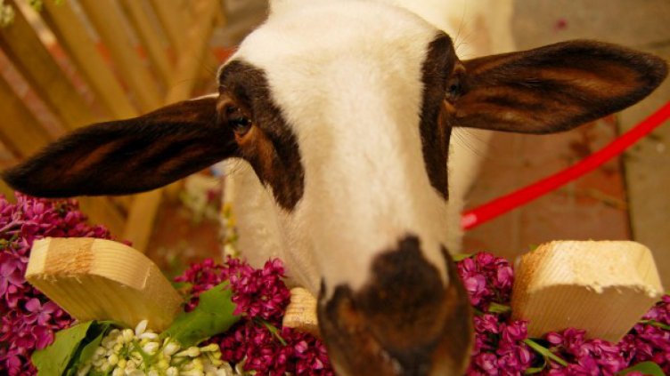 Белезници за крадец, свил 2 агнета край Червен бряг