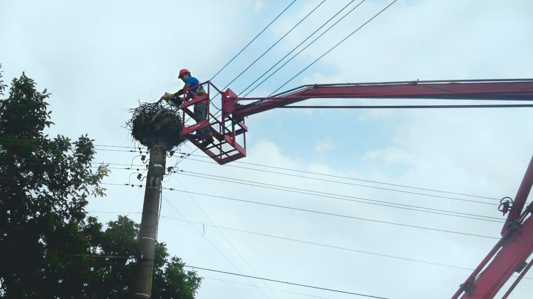 Екипи на енергото спасиха щъркел