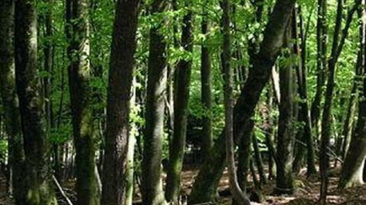 Акт за замърсяване на гора съставиха служители на ДЛС „Балчик”