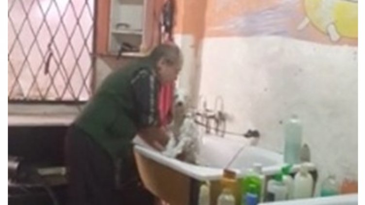 Фризьор танцува с кучетата, докато ги къпе (Видео)
