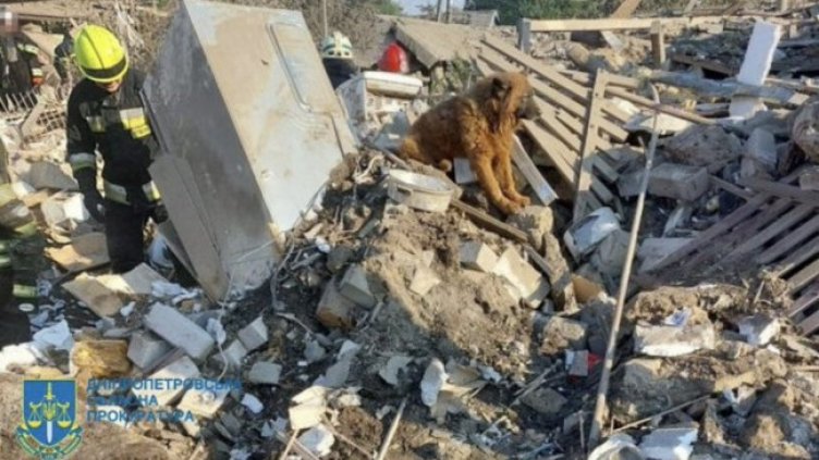 Украинският Хачико* чака семейството си върху руините